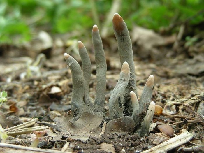 Próchnilec maczugowaty - grzyb zwany palcami umarlaka