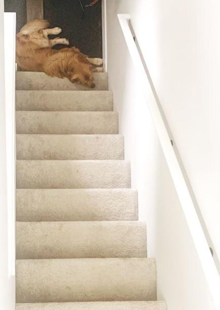 Przypadkiem zrobiłam mojemu psu zdjęcie pod dziwnym kątem i większość osób nie potrafi powiedzieć czy leży on na górze schodów, czy na dole."