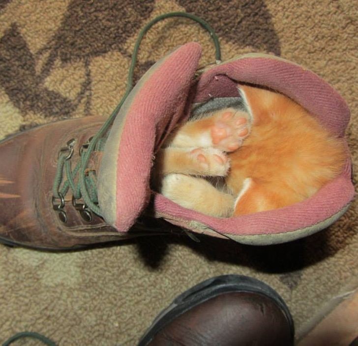 "Najmniejszy kociak z miotu lubi spać w moim bucie trekkingowym."