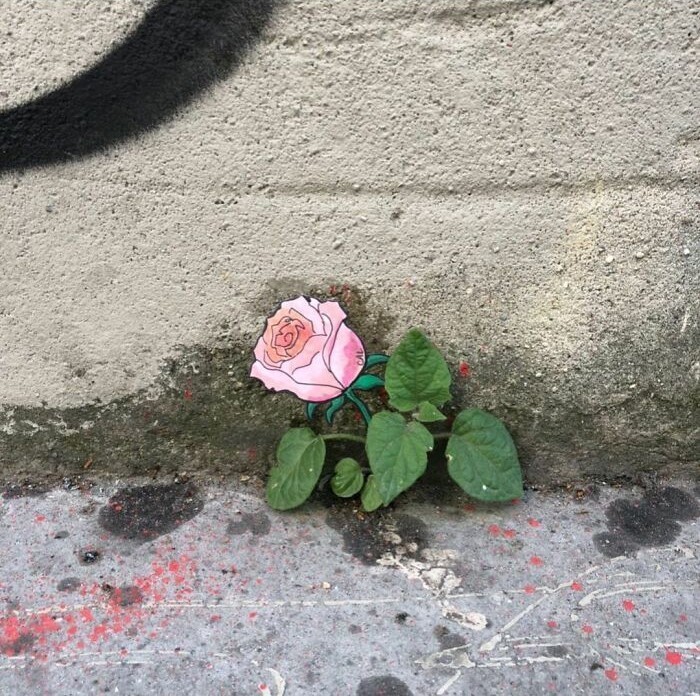 Róża na betonie 