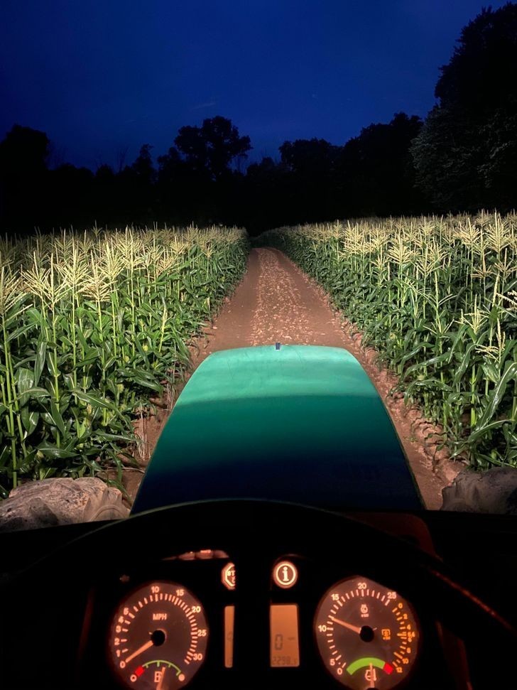 "Wczesny ranek na polu kukurydzy"