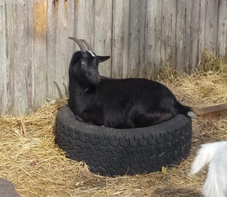 "Idealne łóżko dla twojej kozy"