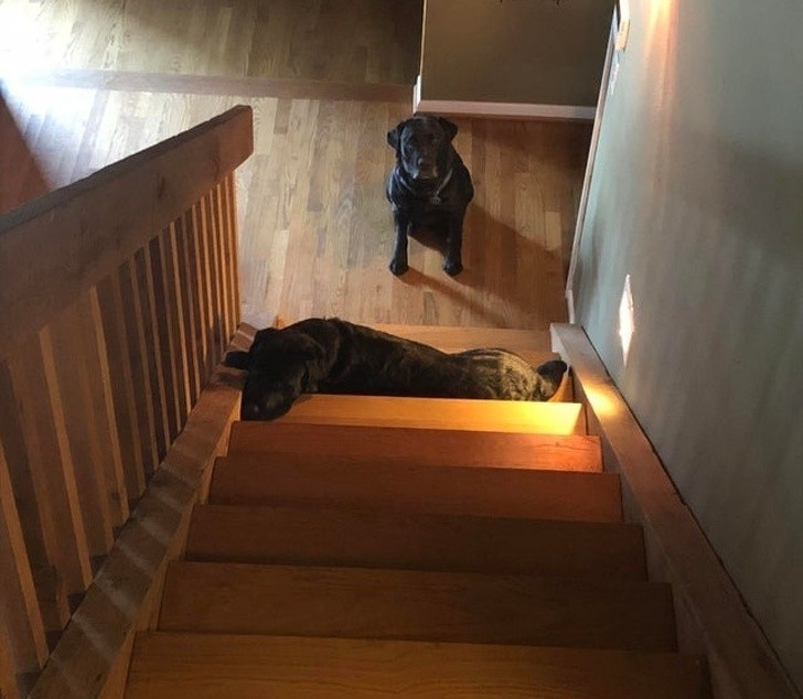 6. "Usłyszałam jak mój labrador piszczy na dole. Okazało się, że jego brat zablokował schody."