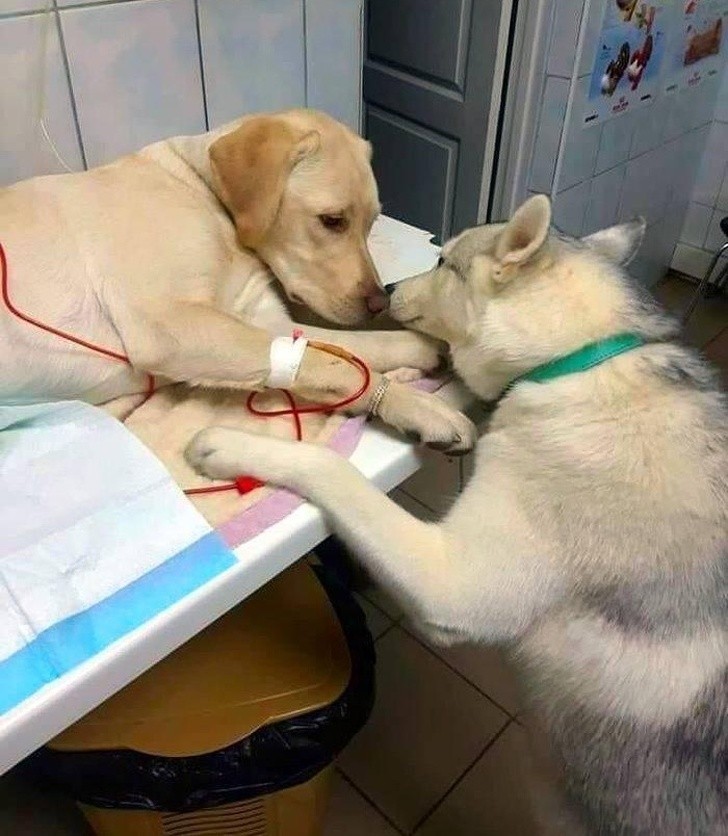 1. Ten weterynarz posiada psa-asystenta, który podtrzymuje na duchu pacjentów podczas pobytu w placówce.