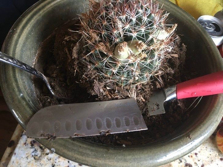 17. "Mój mąż wykorzystał mój ulubiony nóż jako łopatkę ogrodniczą.