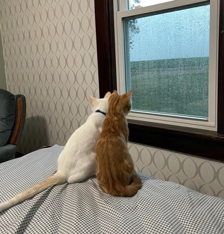 "Koty po raz pierwszy ujrzały deszcz podczas tej suszy."
