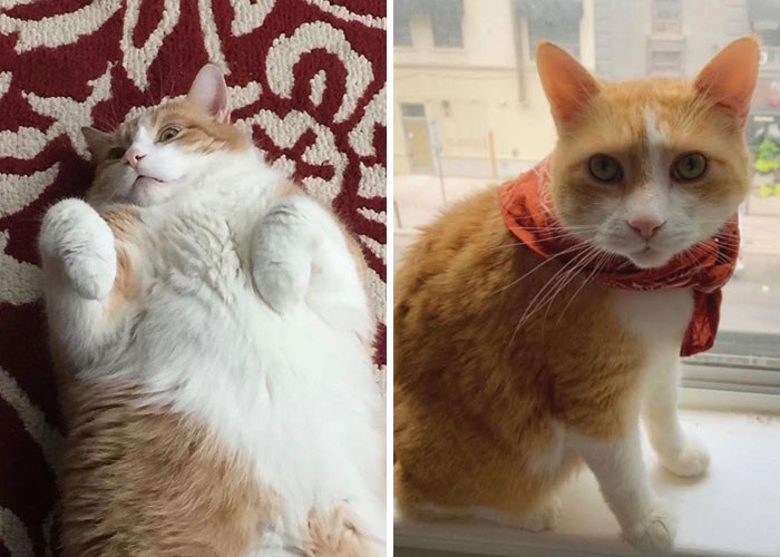 "Mój kot ważył 11 kg, gdy go adoptowałam. Dziś waży niecałe 6 i nie ma już cukrzycy."