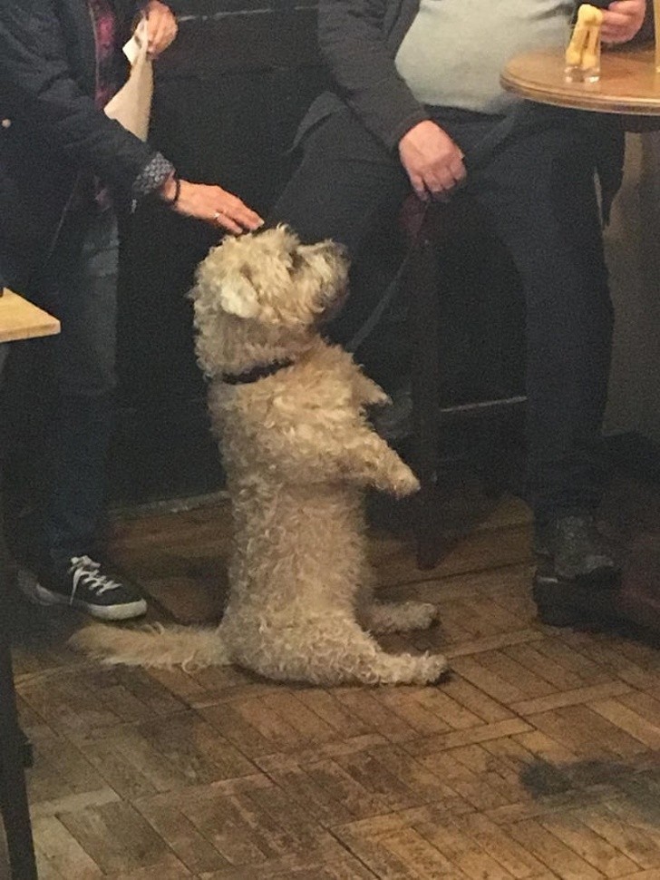 13. "Ten pies przyszedł do mojego pubu."