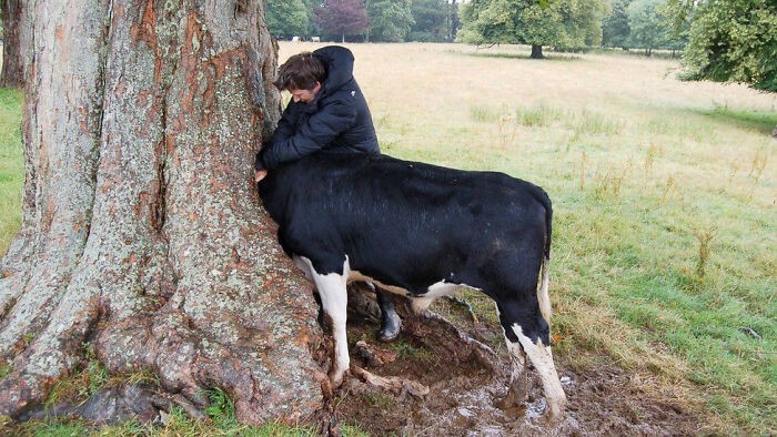 Krowa utknęła w drzewie.
