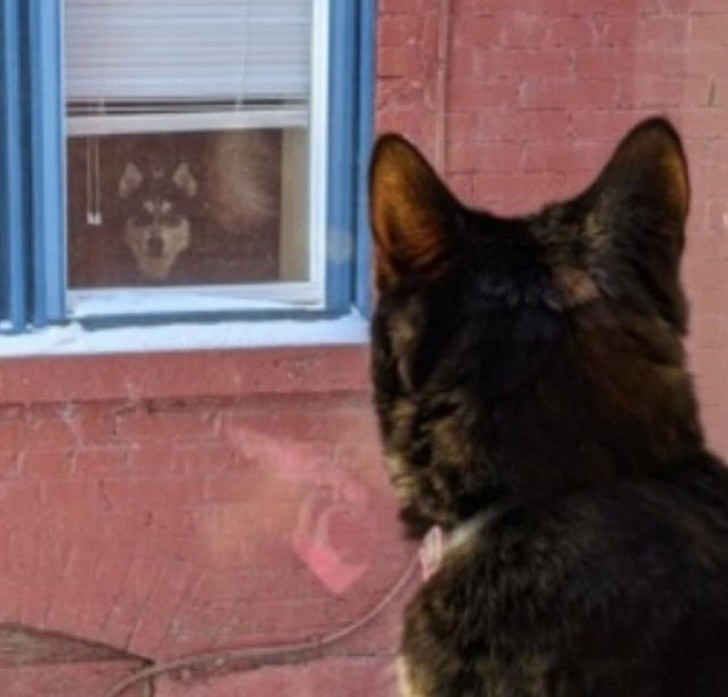 12. "Mój kot i pies sąsiada gapią się na siebie każdego dnia. To jest teraz ich życie..."