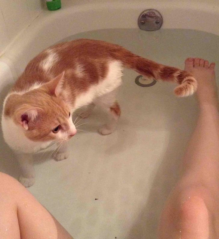 "Mano katė mėgsta maudytis su manimi."