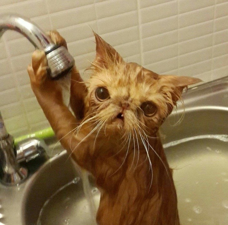 15. „Kot mojego znajomego podczas kąpieli.”