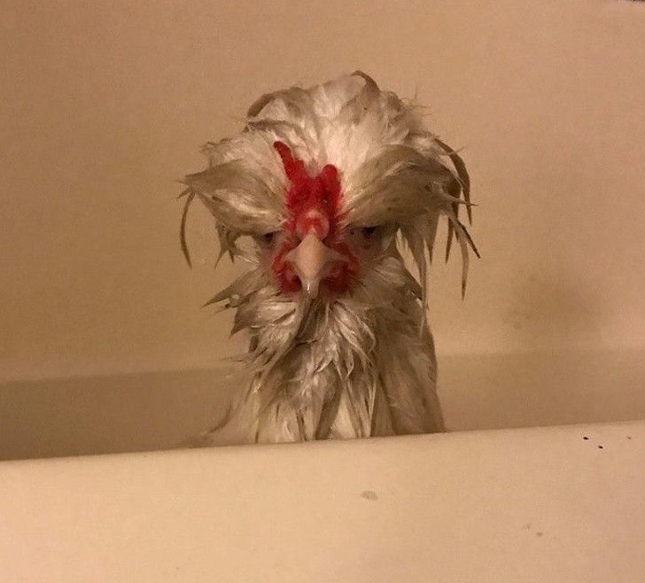 5. „Znajoma wykąpała swojego kurczaka. Chyba mu się to nie spodobało.”