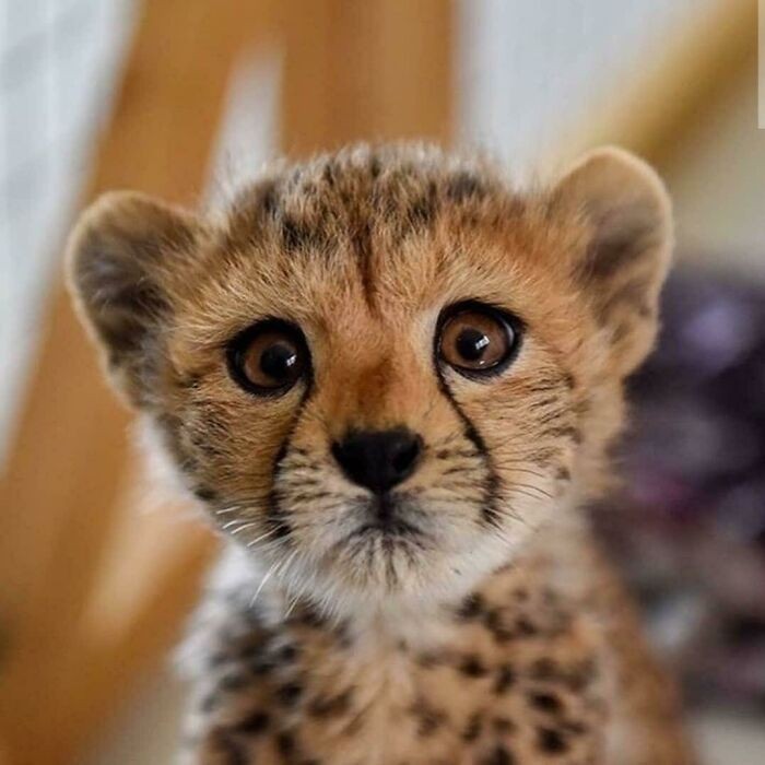 "Uroczy gepard"