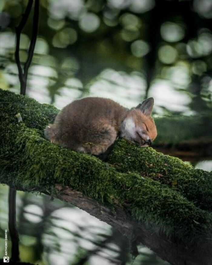 "Młody lis śpiący na gałęzi"