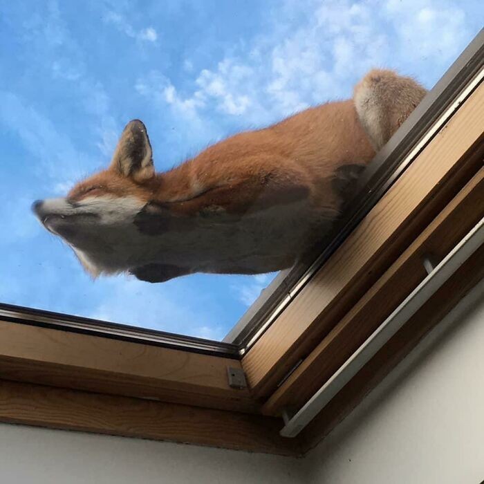 "Lisek śpiący na oknie dachowym"