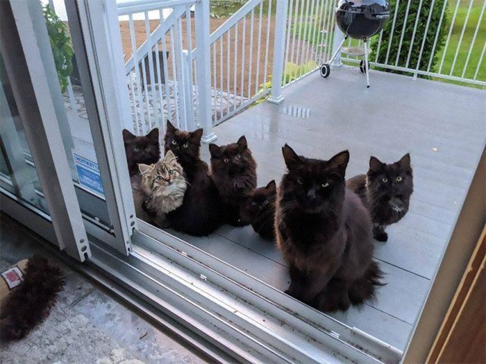 Usagi przyprowadziła wszystkie 6 uroczych kociaków pod drzwi Lisianne, kobiety, która ją dokarmia.