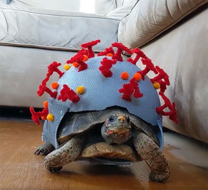 5. "Tegoroczny kostium mojego żółwia"