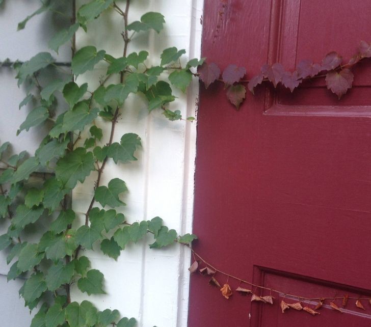 Pnącze rosnące przy moich drzwiach dopasowało się do nich kolorem."