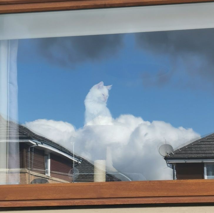 "Zrobiłam zdjęcie kotu wyglądającemu przez okno i przypadkiem zmieniłam go w jakieś bóstwo."