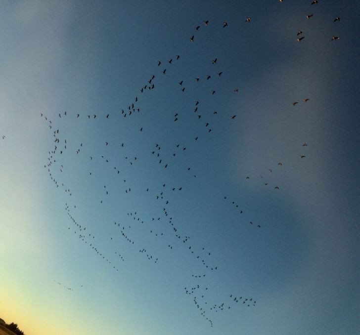 "Grupa ptaków podczas lotu ułożyła się w podobiznę lecącego ptaka."
