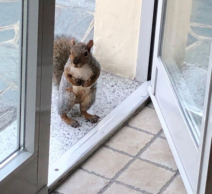 "Dom mojej mamy odwiedzają wiewiórki. Czekają cierpliwie przed progiem, aż mama rzuci im orzeszki."