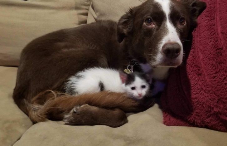 "Za każdym razem, gdy opiekujemy się porzuconym kociakiem, nasz pies zamienia się w troskliwą mamę."