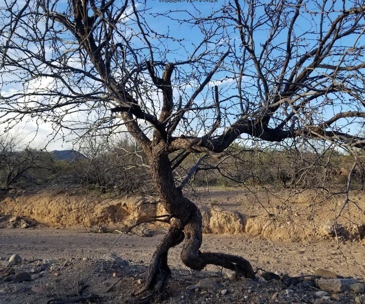 "Chodzący jadłoszyn na pustyni Sonora"