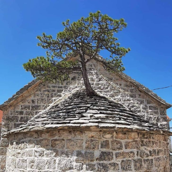 "Drzewo wyrastające ze starego budynku w Chorwacji"