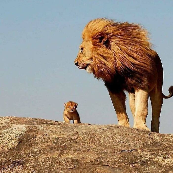 Małe lwiątko z tatą