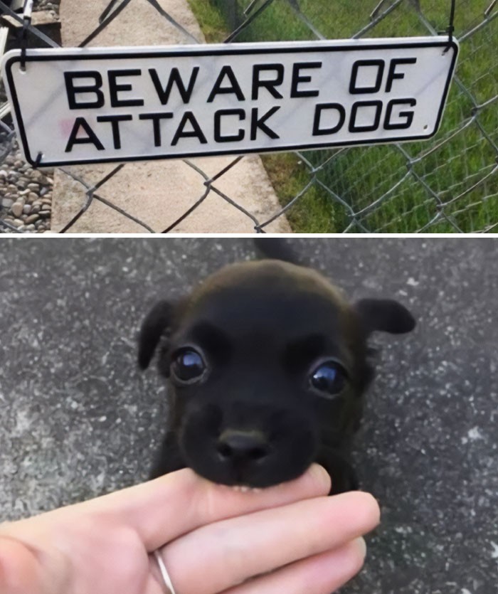Uwaga, zły pies!