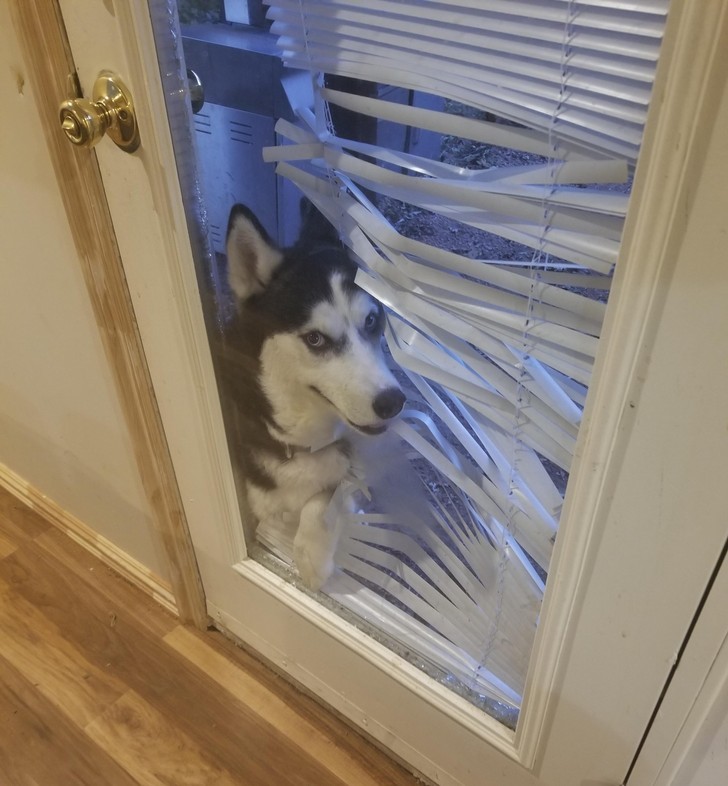 "Chyba chce wejść do środka."