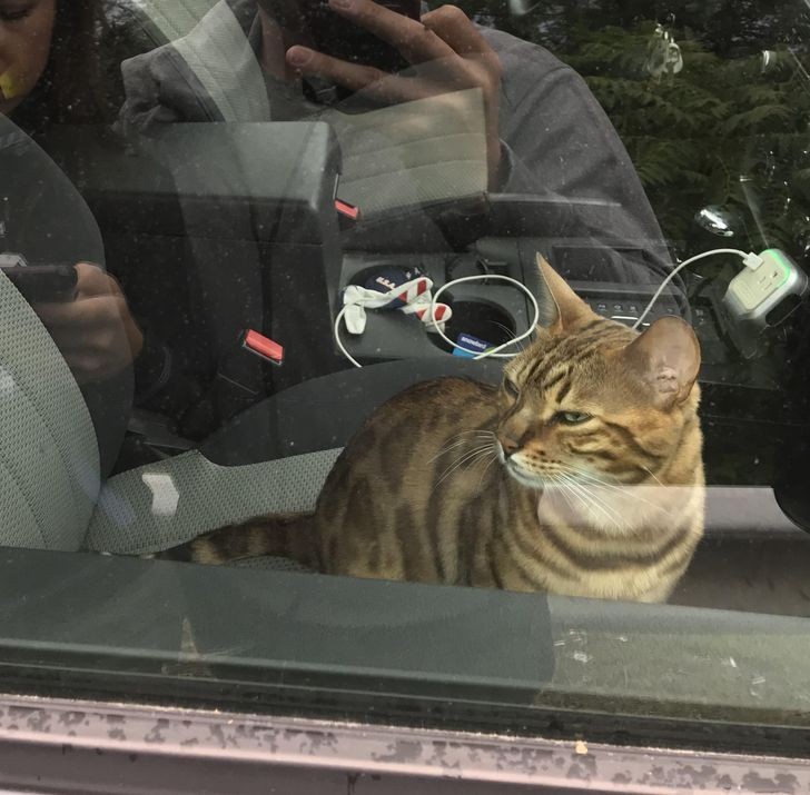 "Jesteśmy w drodze na ślub. Gdy wyszliśmy na chwilę z auta, nasz kot nacisnął przycisk i zamknął się wewnątrz."