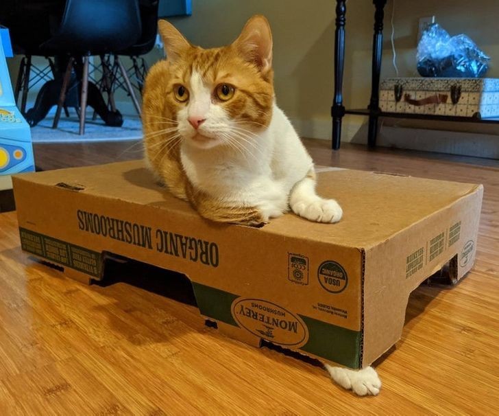 13. "Mój kot lubi być jednocześnie na swoim pudełku i pod nim."
