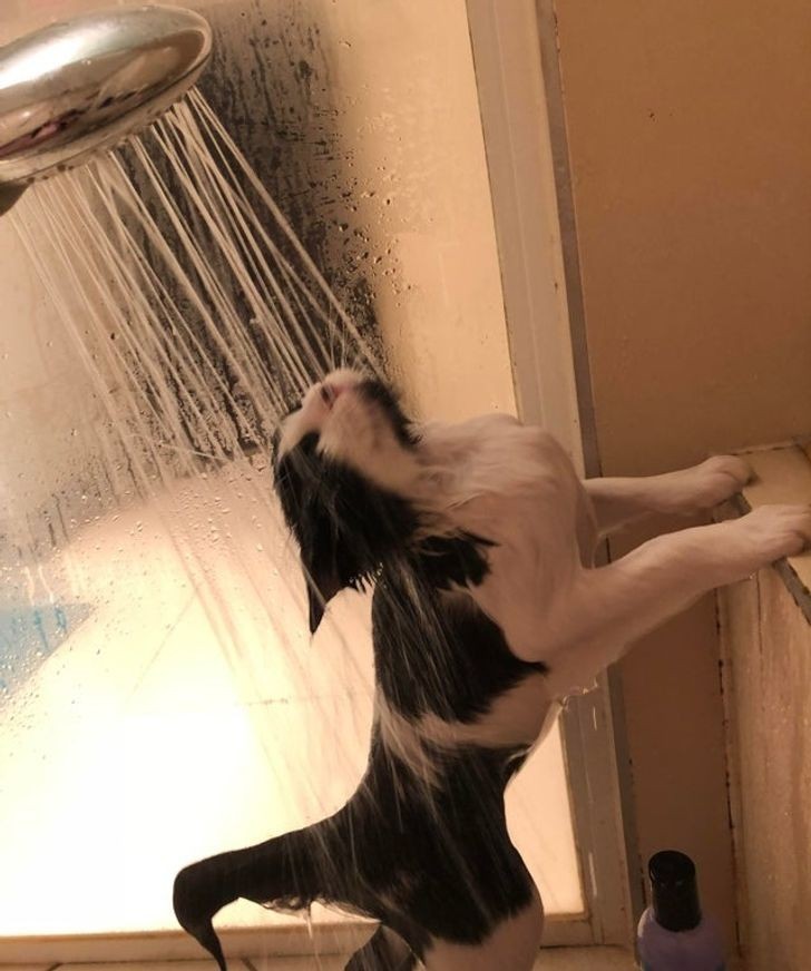 5. Ten kot lubi stać pod prysznicem i rozmyślać o życiu.