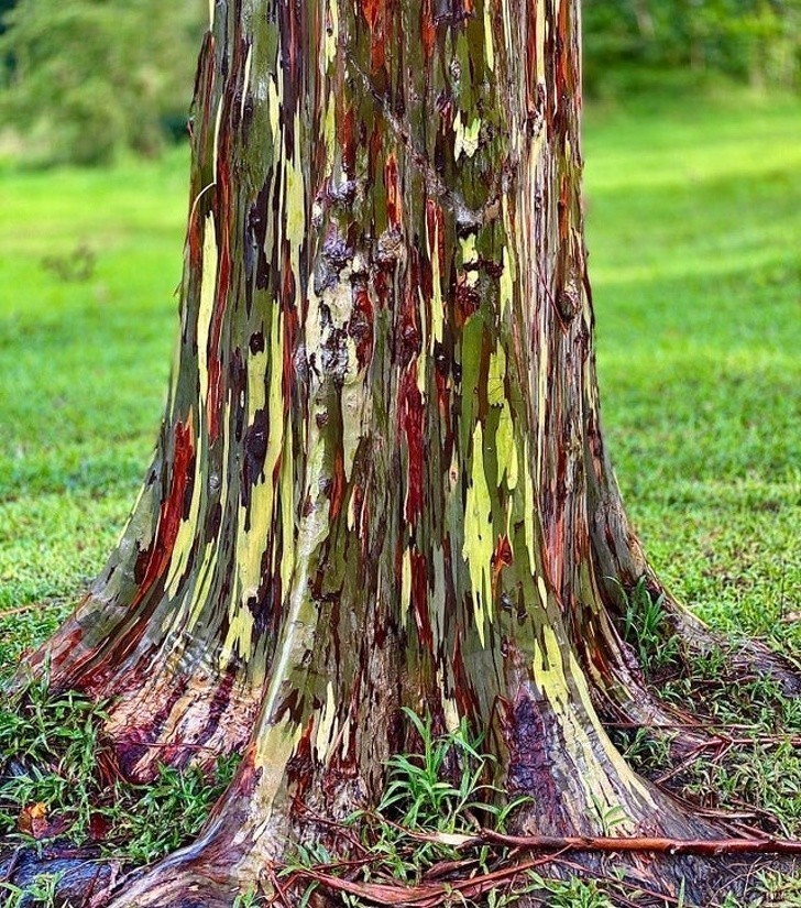 18. Nikt nie pomalował tego drzewa. To eukaliptus tęczowy.