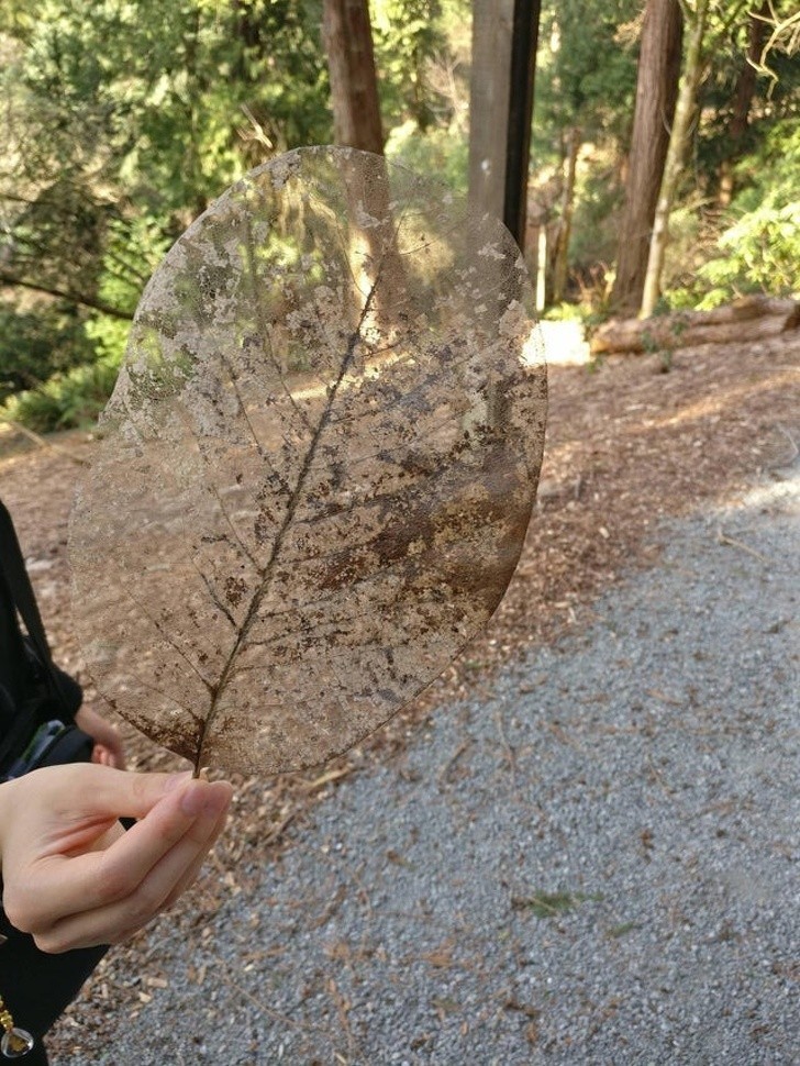 7. "Żona i ja znaleźliśmy ten ogromny przeźroczysty liść podczas spaceru."