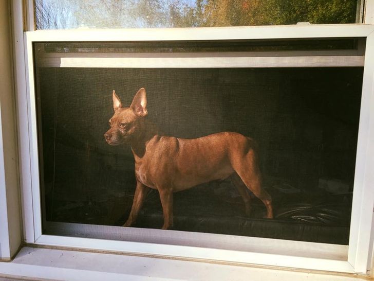"Zrobiłam zdjęcie mojemu psu przez moskitierę zamontowaną w oknie. Wygląda jak stare malowidło."