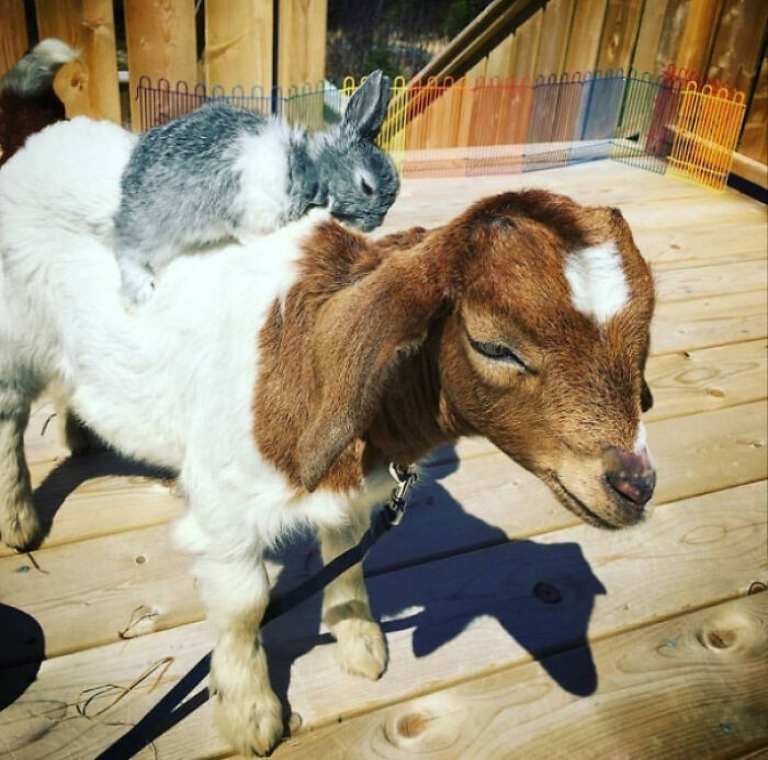 "Poznajcie moją kozę i jej króliczka"