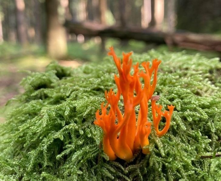 "Ten grzyb w kształcie płomienia znaleziony przeze mnie w lesie"