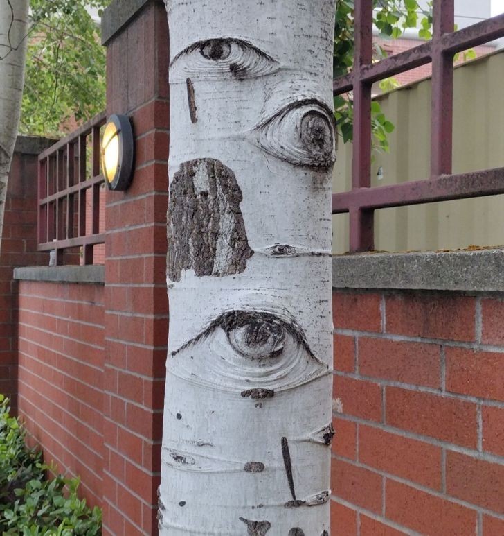 "Niepokojące drzewo z oczami"