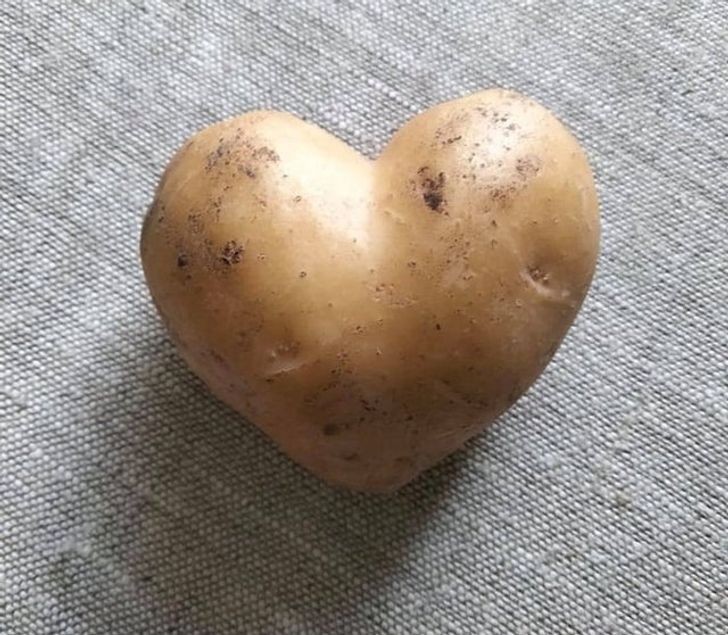"Ziemniak w kształcie serca z mojego ogrodu"