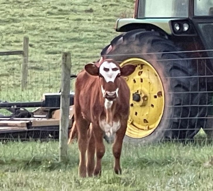 "Krowa z maską na Halloween"
