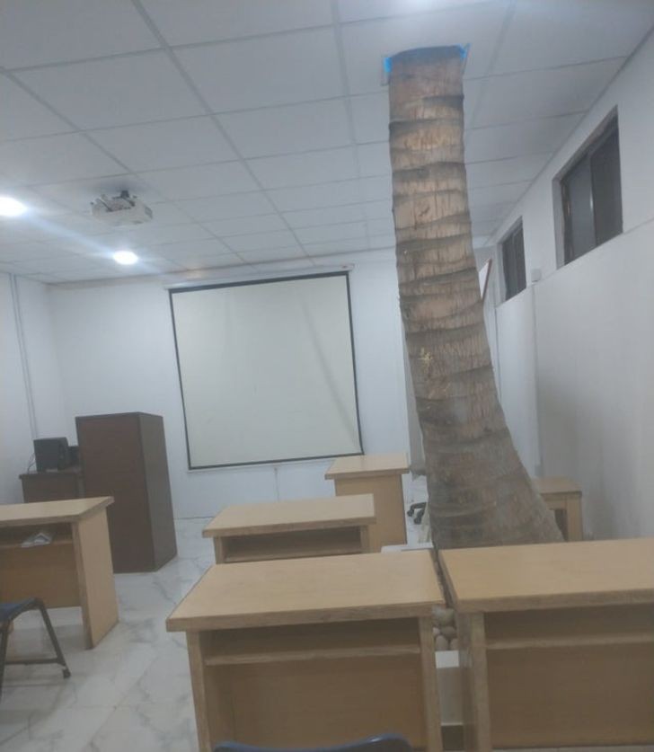 "W klasie w mojej uczelni rośnie drzewo."