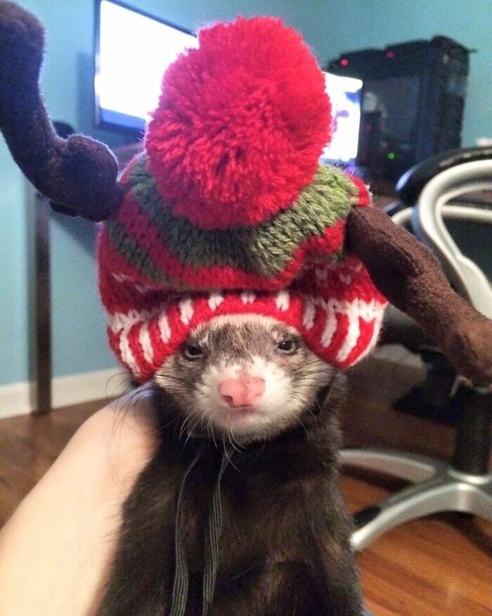 Fretka mojej dziewczyny nie jest szczególnie zachwycona swoją nową świąteczną czapką."