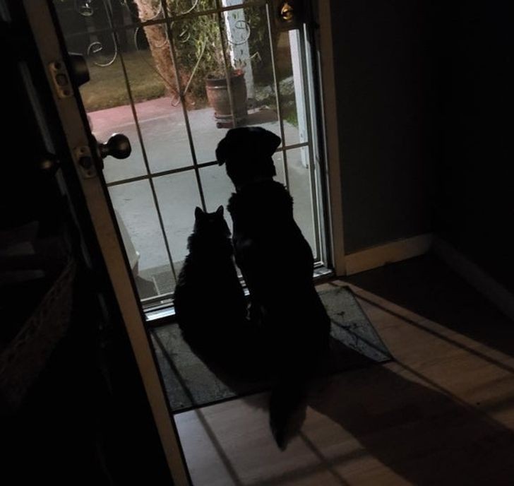 "Mój syn zawsze wysyła mi wiadomość, gdy jest w drodze do domu. Pozwalam jego 17-letniemu kotu i 16-letniemu psu poczekać na niego przy drzwiach."