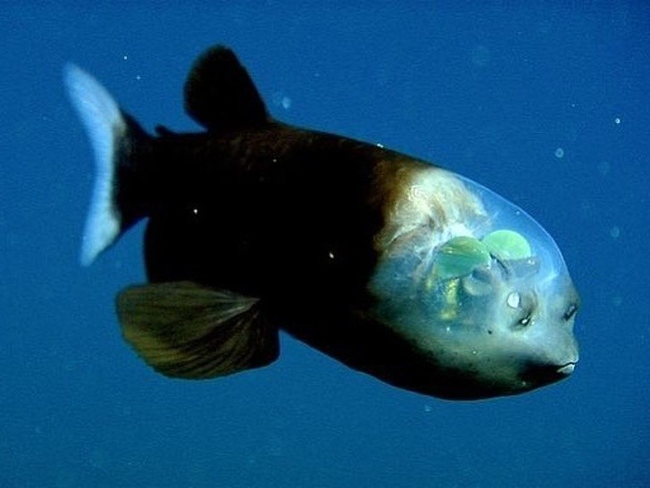 1. Ryba z gatunku macropinna microstoma – niewielka ryba głębinowa z oczami w kształcie beczek i przeźroczystą głową.