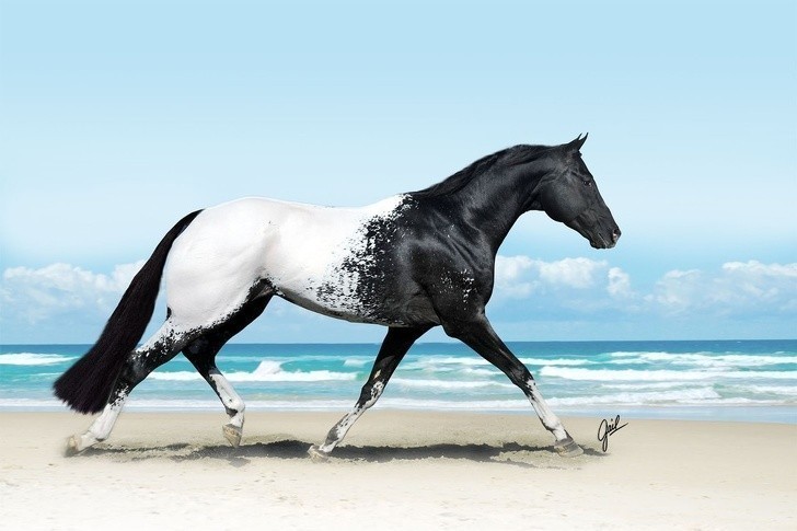 3. Rasa koni o nazwie Appaloosa jest bardzo popularna w Stanach Zjednoczonych. Ta rasa ceniona jest za przepiękne umaszczenie.