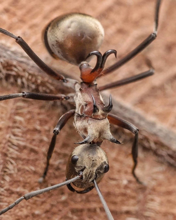 7. Ten gatunek mrówki posiada na ostre haczyki na swoim grzbiecie, którymi może wbić się w ofiarę, bądź napastnika.