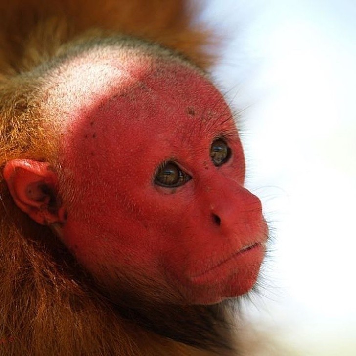 10. Raudonas veidas yra ypatingas uakari beždžionių bruožas.